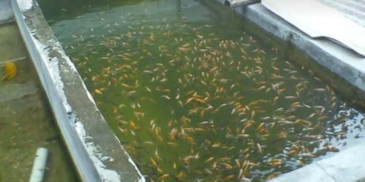 Berbagai Bibit Ikan Air Tawar Disediakan UPTD BBI Kelola